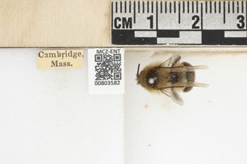 Media type: image;   Entomology 803582 Aspect: labels